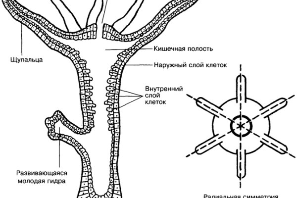 Кракен даркнет сайт