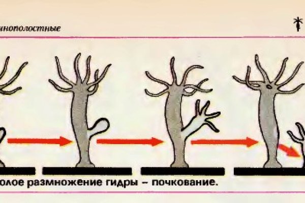Kraken что это такое