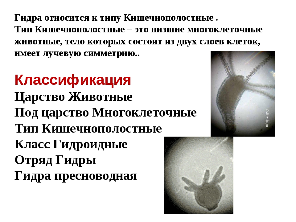 Купить героин в москве